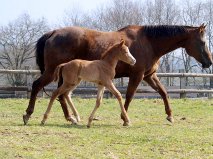 A Gift For Yazi Sagiran vient agrandir le MeloBea Ranch Getatt11