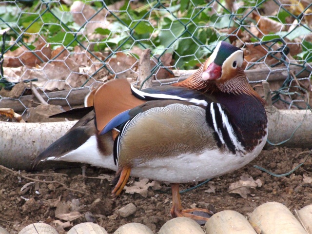 Canard mandarin 21_mzr10