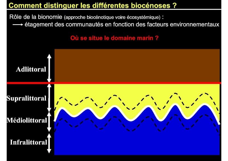 Structures et fonctionnement des écosystèmes benthiques Cours_11