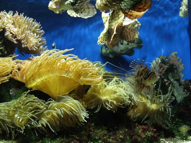 Aquarium de Monaco Dscf0718