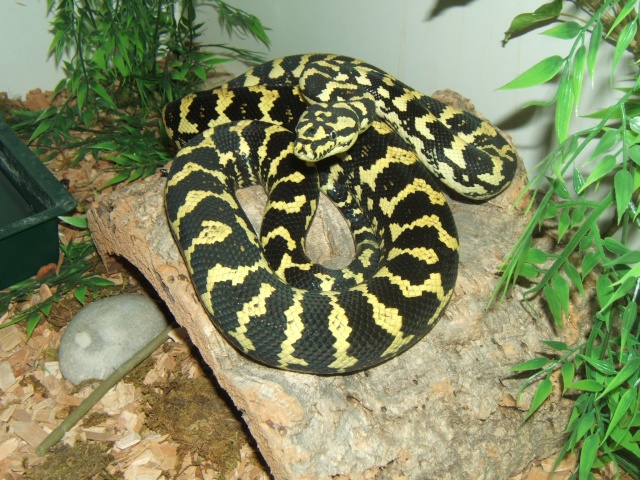 les serpents de Sunglow Dscf3517