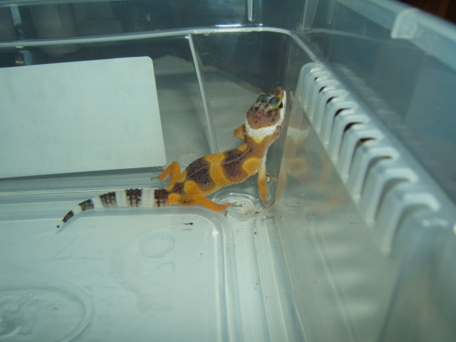 1ere naissance de gecko Dscf4111