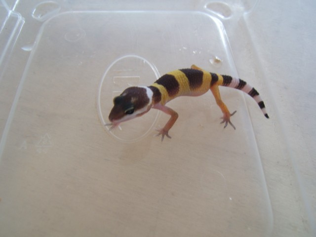 1ere naissance de gecko Dscf4210