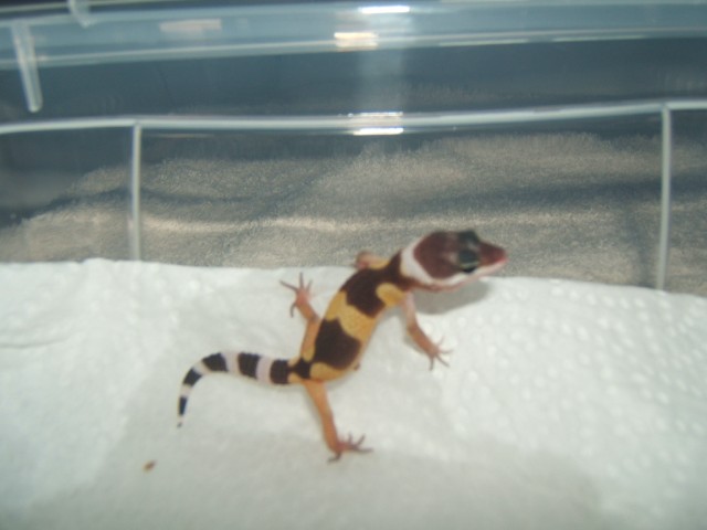 1ere naissance de gecko Pg0210