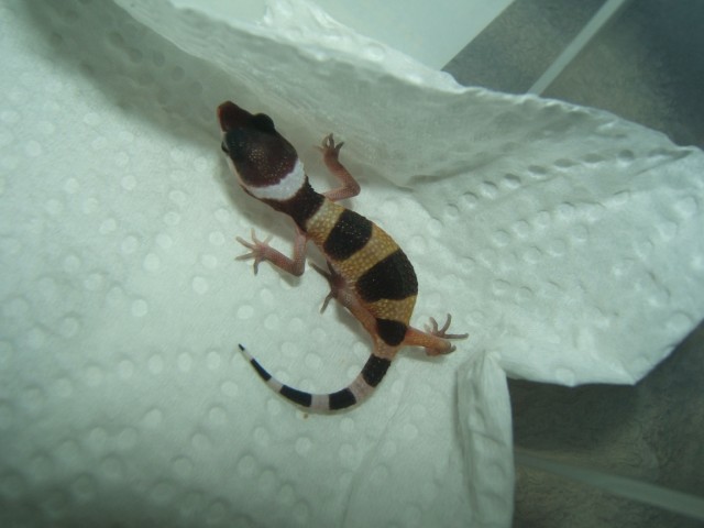 1ere naissance de gecko Py0110