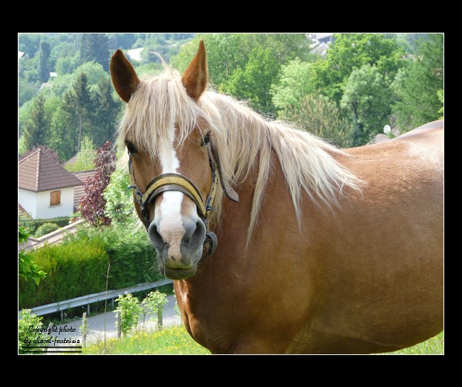 Dons de Photos Chevaux Photo_37