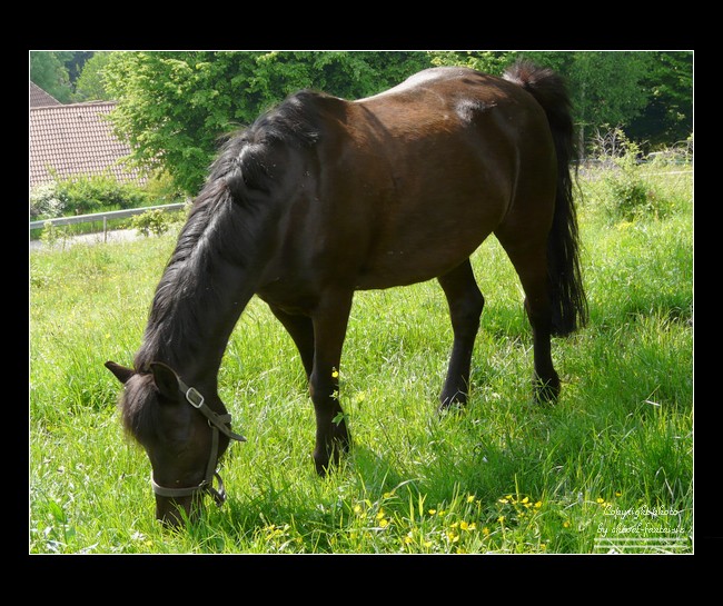 Dons de Photos Chevaux Photo_39