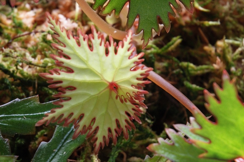 Bégonia lyallii var. lyallii f. masoalensis Lyall210