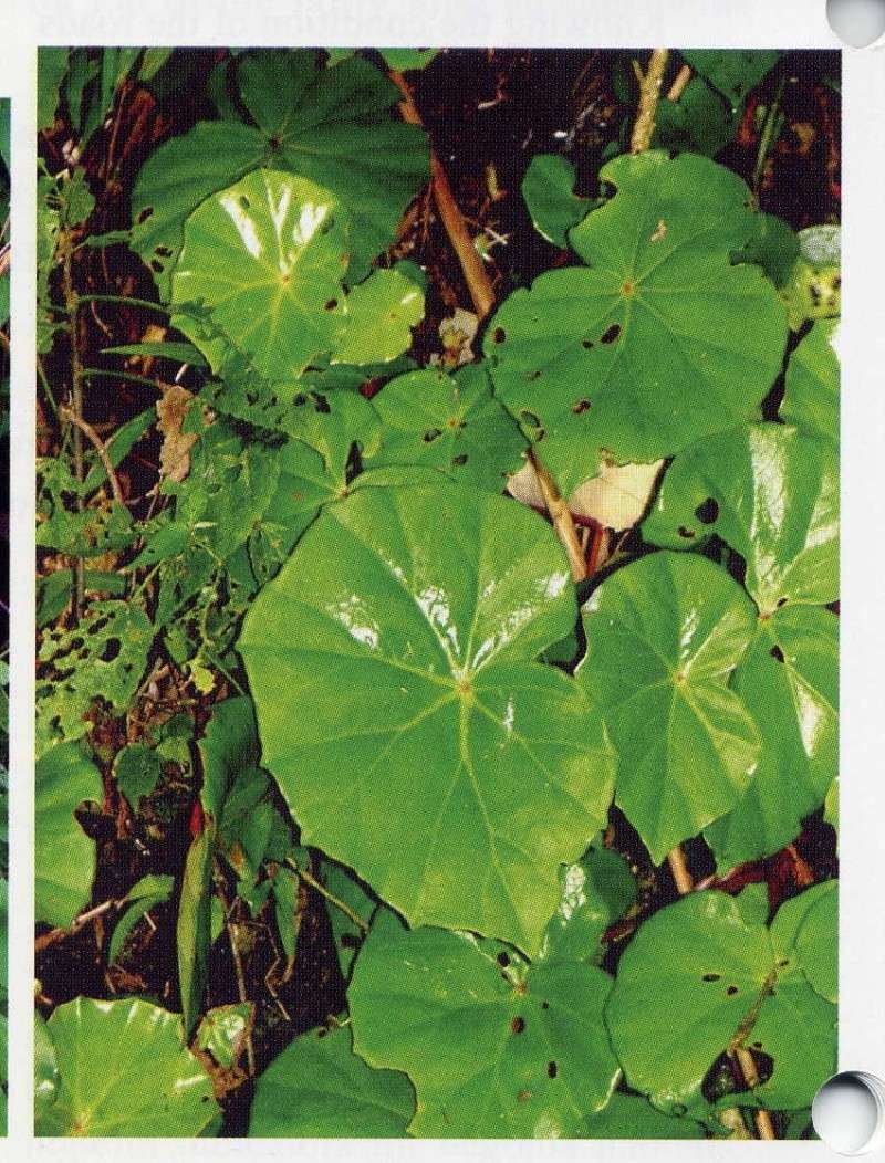 Begonia pinetorum Pineto10