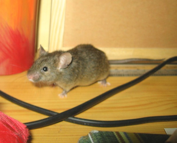 Wild, souris agouti mle de 6 mois! [AIFFRES] 131