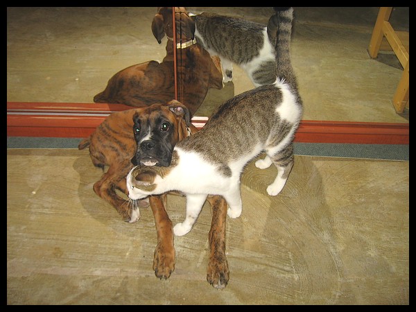 Ma garde d'animaux d'hier (bb Boxer + chats) 1811