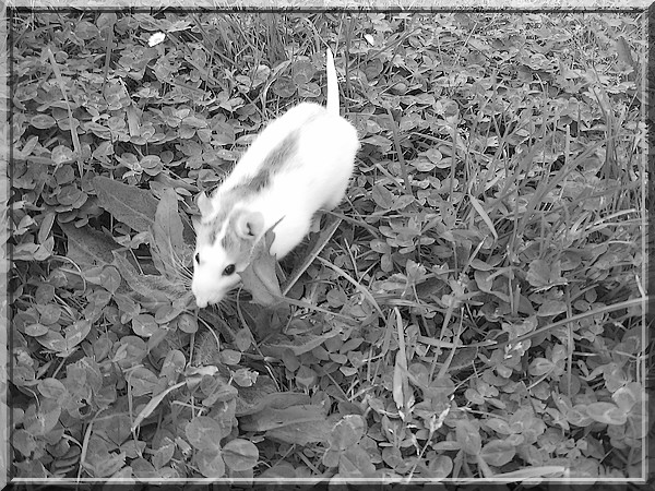 Une ratte verteuuu, qui courait dans l'herbeuuu ! 281