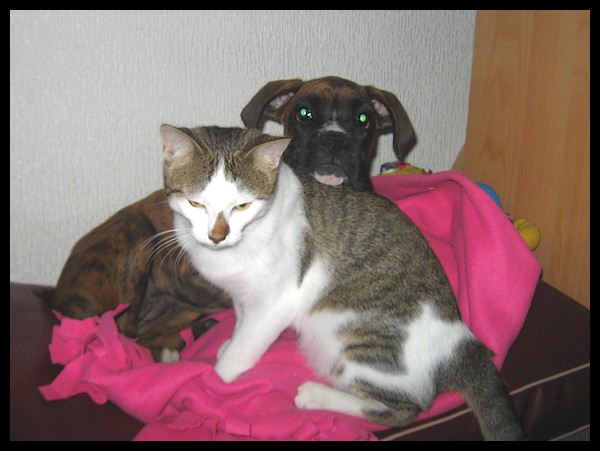 Ma garde d'animaux d'hier (bb Boxer + chats) 633