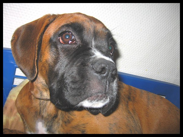 Ma garde d'animaux d'hier (bb Boxer + chats) D210