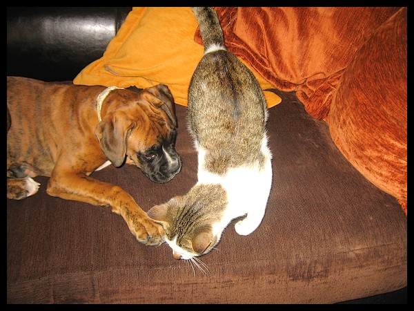 Ma garde d'animaux d'hier (bb Boxer + chats) D410