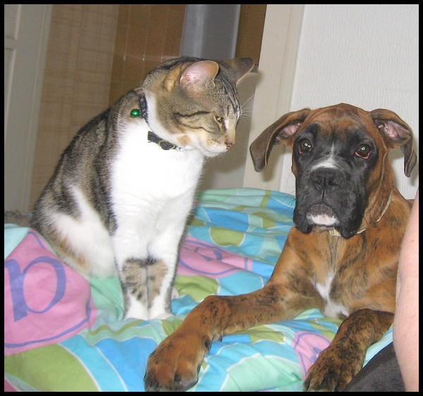 Ma garde d'animaux d'hier (bb Boxer + chats) F312
