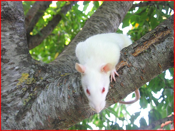 Les rats vivent dans les arbres c'est bien connu ! P1015