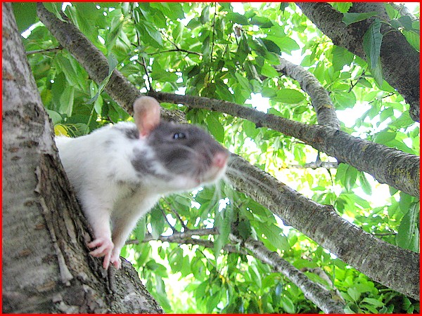 Les rats vivent dans les arbres c'est bien connu ! P1211