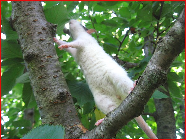 Les rats vivent dans les arbres c'est bien connu ! P1410
