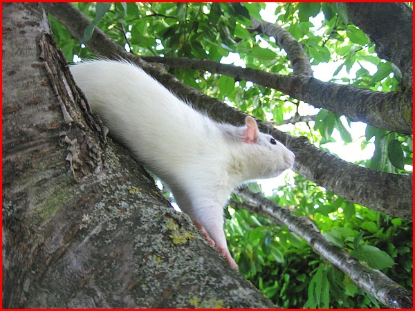 Les rats vivent dans les arbres c'est bien connu ! P1610