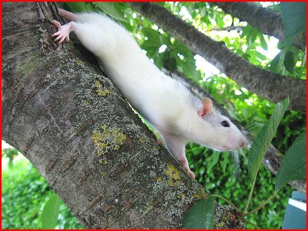 Les rats vivent dans les arbres c'est bien connu ! P1710