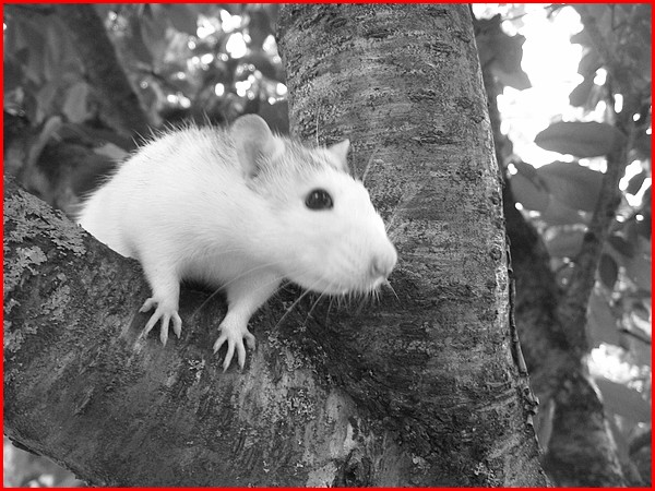 Les rats vivent dans les arbres c'est bien connu ! P1810