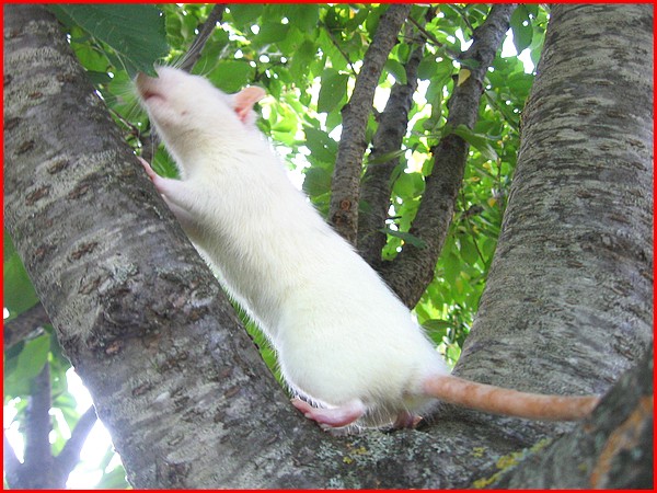Les rats vivent dans les arbres c'est bien connu ! P1910