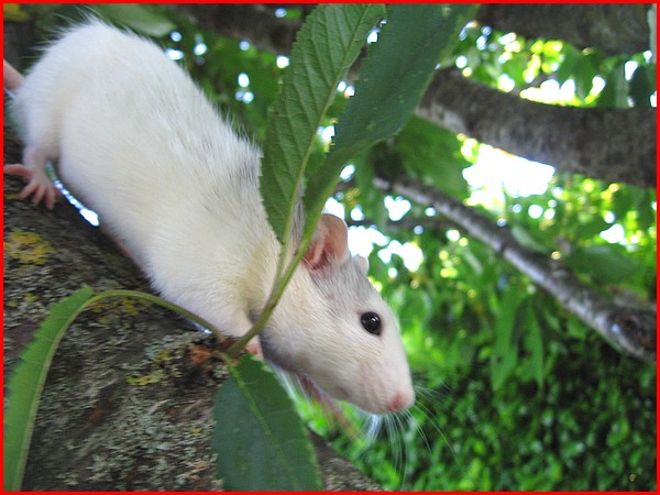 Les rats vivent dans les arbres c'est bien connu ! P2010