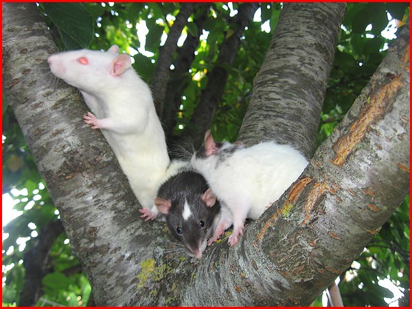 Les rats vivent dans les arbres c'est bien connu ! P2210