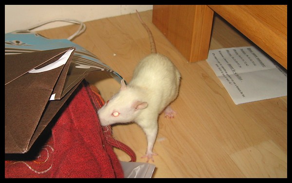 Yalee, ma ratoune de labo arrivée aujourd'hui même ! - Page 2 P329