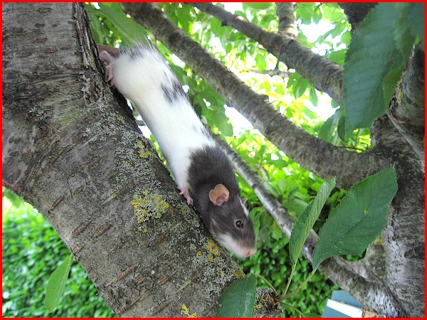 Les rats vivent dans les arbres c'est bien connu ! P435