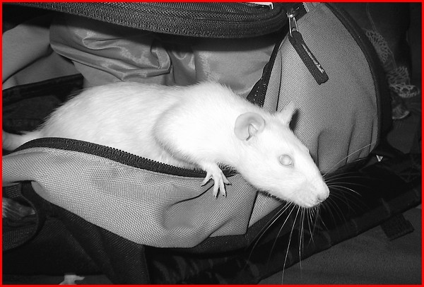 Yalee, ma ratoune de labo arrivée aujourd'hui même ! - Page 2 P443