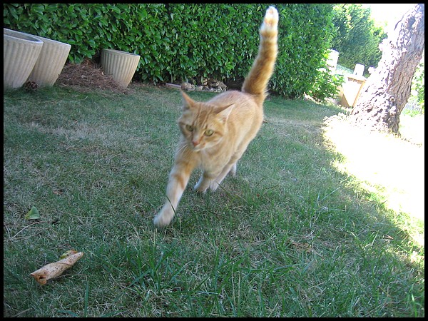 Minou rouquin qui squatte chez moi ! P524