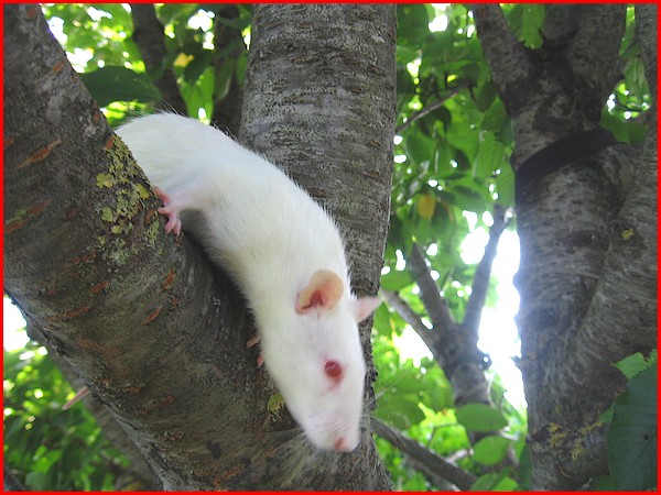 Les rats vivent dans les arbres c'est bien connu ! P724