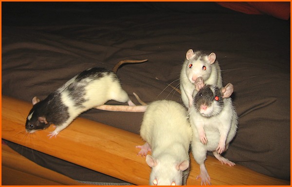 Quand les rattes se prennent pour des humaines... P817
