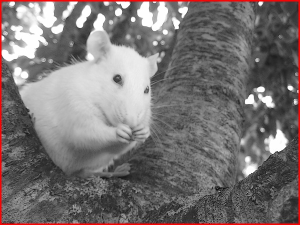 Les rats vivent dans les arbres c'est bien connu ! P819