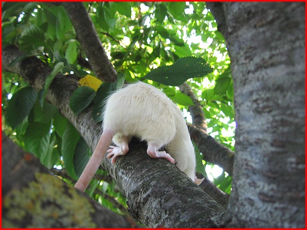 Les rats vivent dans les arbres c'est bien connu ! P918