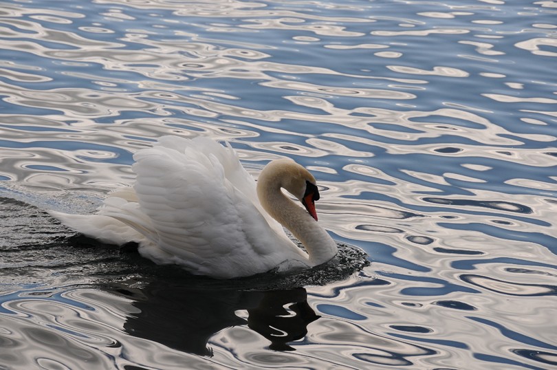 Cygnes... Pttest10