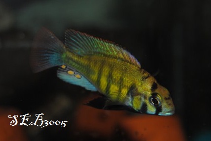 Haplochromis sp. Kenya Gold Dsc_0017