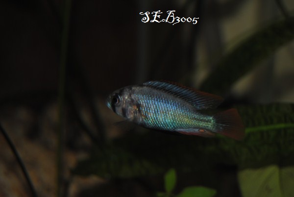 Haplochromis sp. "blue obliquidens" Dsc_0033