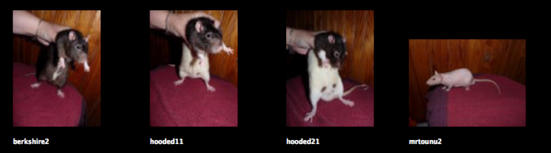 8 adorables rats à l'adoption dans l'Isère - Page 4 Image_10