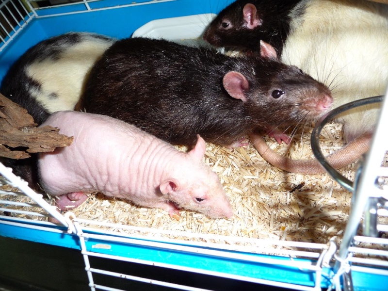 8 adorables rats à l'adoption dans l'Isère - Page 3 P1160226