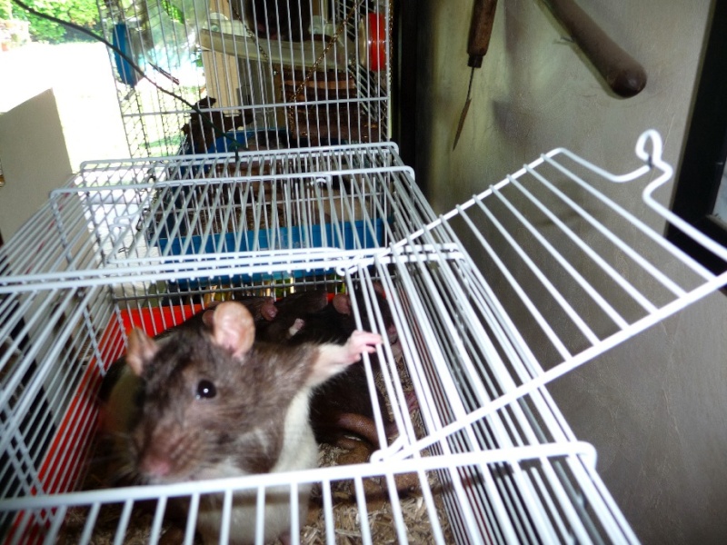 8 adorables rats à l'adoption dans l'Isère - Page 3 P1160229