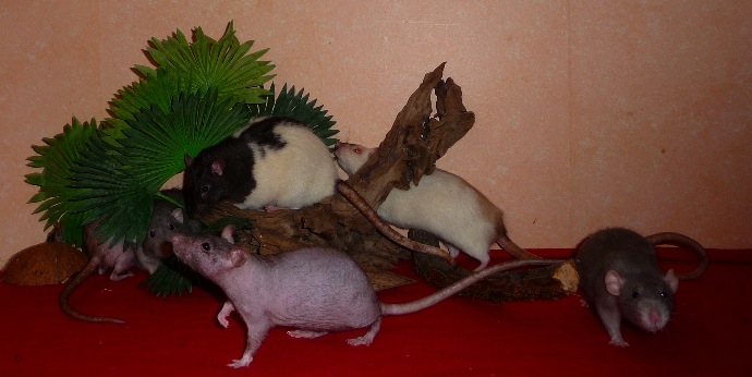 3 rats à placer au plus vite dans le 18 (2 femelles + 1 mâle castré) - Page 3 P1200011