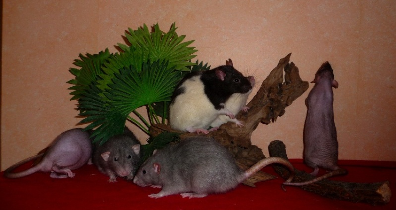 3 rats à placer au plus vite dans le 18 (2 femelles + 1 mâle castré) - Page 3 P1200012