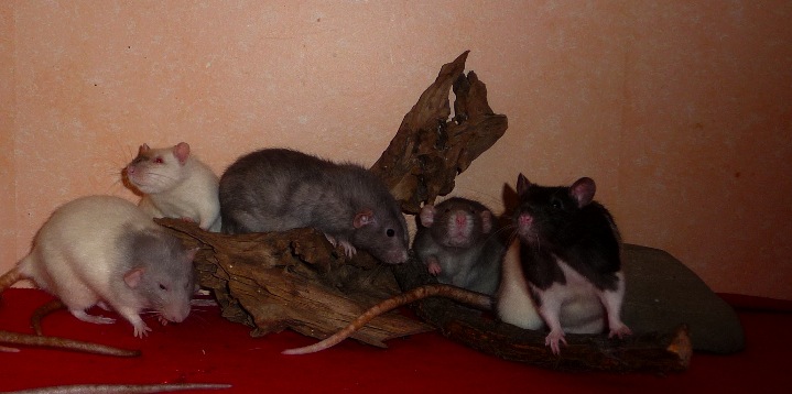 3 rats à placer au plus vite dans le 18 (2 femelles + 1 mâle castré) - Page 3 P1200016