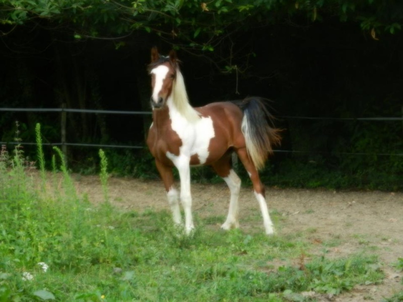 Tchuky de Bohême Irish Cob agréé dispo dans le Sud Est  31682311