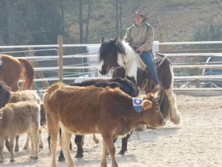 Tchuky de Bohême Irish Cob agréé dispo dans le Sud Est  40944610