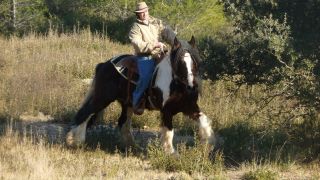 Tchuky de Bohême Irish Cob agréé dispo dans le Sud Est  42385810