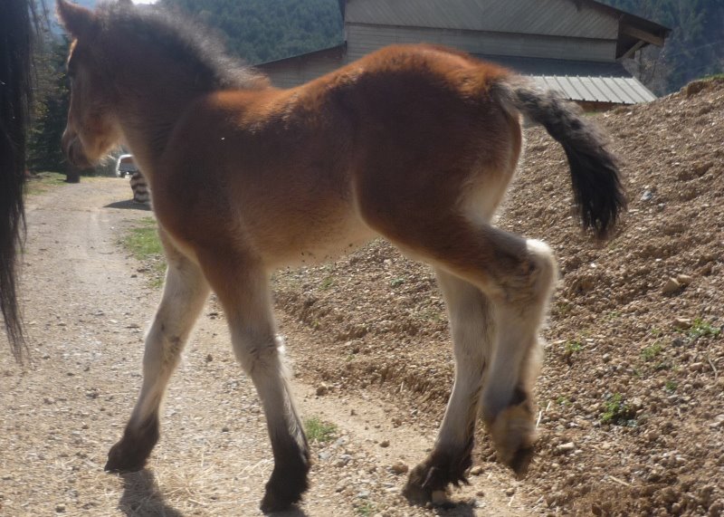 Crowan of Iarann, Irish Cob Part Bred, 04/02/2012 news p4 - Page 3 53104710